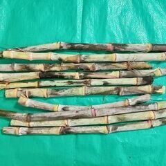 サトウキビ食用及び苗用の画像