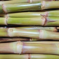 サトウキビ食用及び苗用の画像