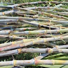 サトウキビ食用及び苗用の画像