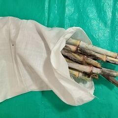 サトウキビ食用及び苗用の画像