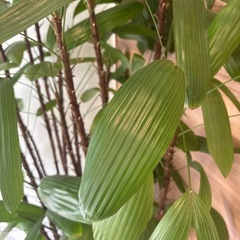 観音竹（カンノンチク） 元気で育てやすい観葉植物　¥2,000の画像