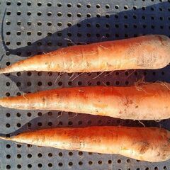 葉っぱ付き人参3本150円〜(100本くらい)おゆずりしますの画像