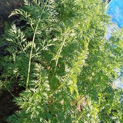 葉っぱ付き人参3本150円〜(100本くらい)おゆずりしますの画像