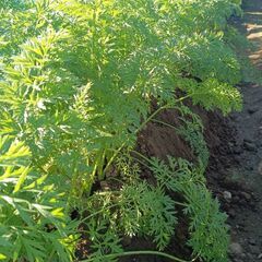 葉っぱ付き人参3本150円〜(100本くらい)おゆずりしますの画像