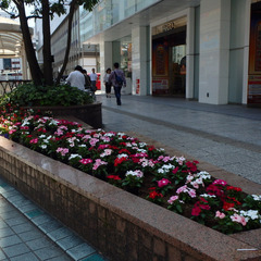 ▼正社員：造園の現場作業員【未経験OK】▼ 残業なしでスキルが身につく！落ち着いた環境で長く働ける◎ 経営は安定！働き方改革にも積極的に取り組み◎ 建設会社や公共工事でも表彰された実績あり◎の画像