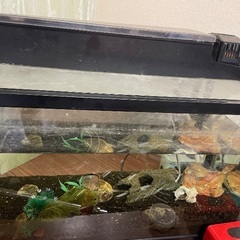 水族館。の画像