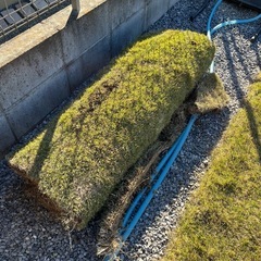 鳥取県芝生産組合の「TM9」芝生、お譲りします！の画像