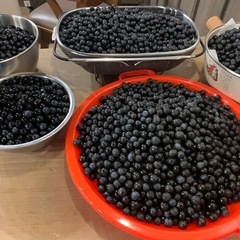 ブルーベリー成木（150本以上）、5万円値引きあり、畑ごと利用可の画像