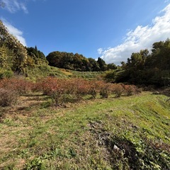 ブルーベリー成木（150本以上）、5万円値引きあり、畑ごと利用可の画像