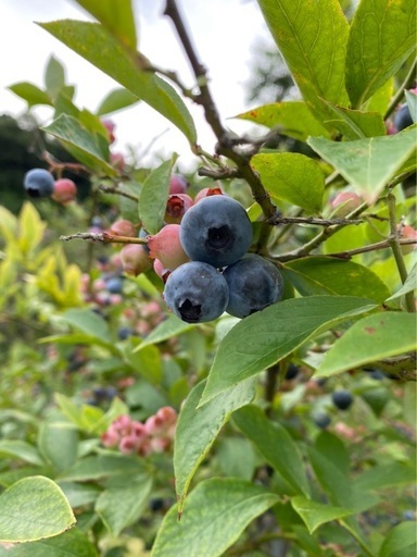 ブルーベリー成木（150本以上）、5万円値引きあり、畑ごと利用可