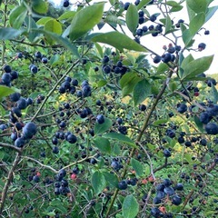 ブルーベリー成木（150本以上）、5万円値引きあり、畑ごと利用可の画像