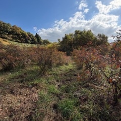 ブルーベリー成木（150本以上）、5万円値引きあり、畑ごと利用可の画像