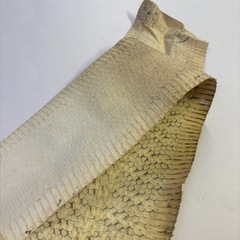 シースネーク１枚物の画像