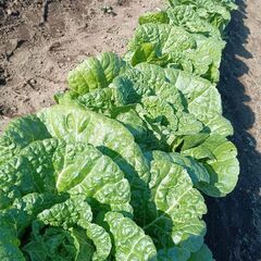 白菜1玉280円〜おゆずりします(50玉限定)の画像