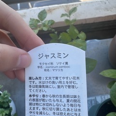 ジャスミン鉢植えの画像