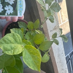 ジャスミン鉢植えの画像