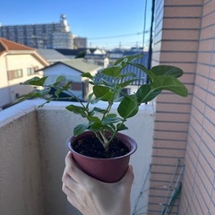 ジャスミン鉢植えの画像