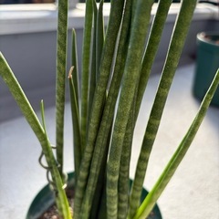 観葉植物　　サンスベリア　バキュラリスミカドの画像