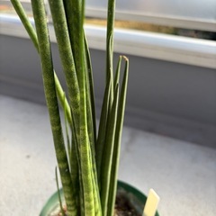 観葉植物　　サンスベリア　バキュラリスミカドの画像