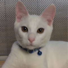 💓まっしろパール君里親様募集いたします💓