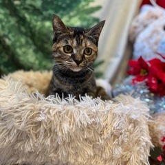 半年女の子避妊済み