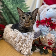 ３本足だけど元気です