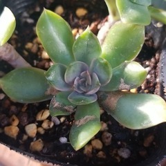 多肉植物　8　ポットごとの画像