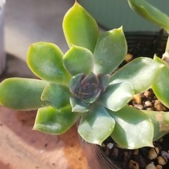 多肉植物　8　ポットごとの画像