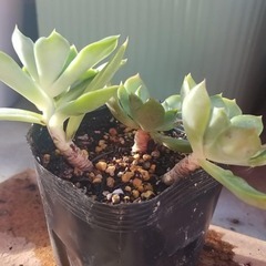 多肉植物　8　ポットごとの画像