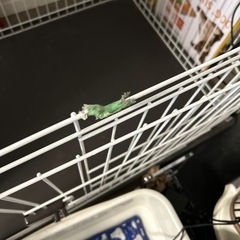 ゲージ ペットの画像