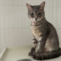 💓超美猫さん💓ゆめちゃん里親様募集いたします。