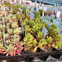 多肉植物４０ポットセットの画像