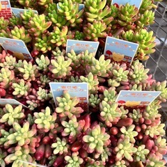 多肉植物４０ポットセットの画像