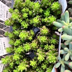 多肉植物４０ポットセットの画像