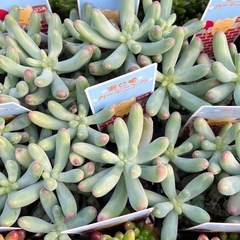 多肉植物４０ポットセットの画像