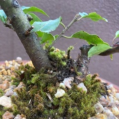 植木　盆栽の画像