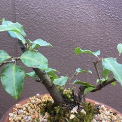 植木　盆栽の画像