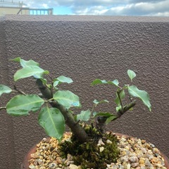 植木　盆栽の画像
