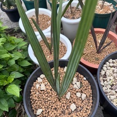 ビスマルキア・ノビリス・シルバー(Bismarckia Nobilis Silver)の画像