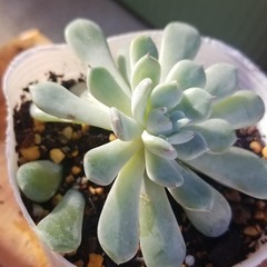多肉植物　9　ポットごとの画像