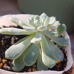 多肉植物　9　ポットごとの画像
