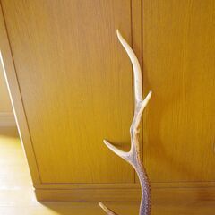 鹿の角の画像
