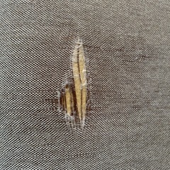 3人掛けソファ 破れあり の画像