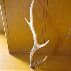 鹿の角の画像