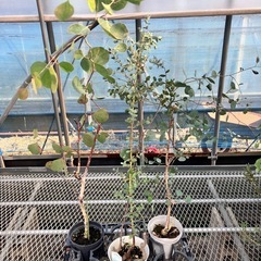 常緑樹ユーカリ5鉢セット　ポポラス、グニー、パルブラの画像