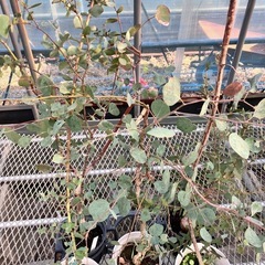 常緑樹ユーカリ5鉢セット　ポポラス、グニー、パルブラの画像