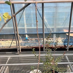 常緑樹ユーカリ5鉢セット　ポポラス、グニー、パルブラの画像