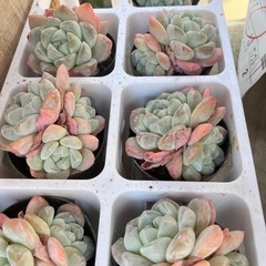 韓国多肉植物の画像