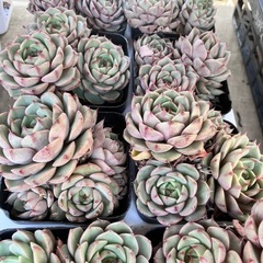 韓国多肉植物の画像