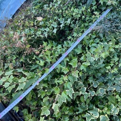 へデラ　ワイヤープランツ　地植えの画像